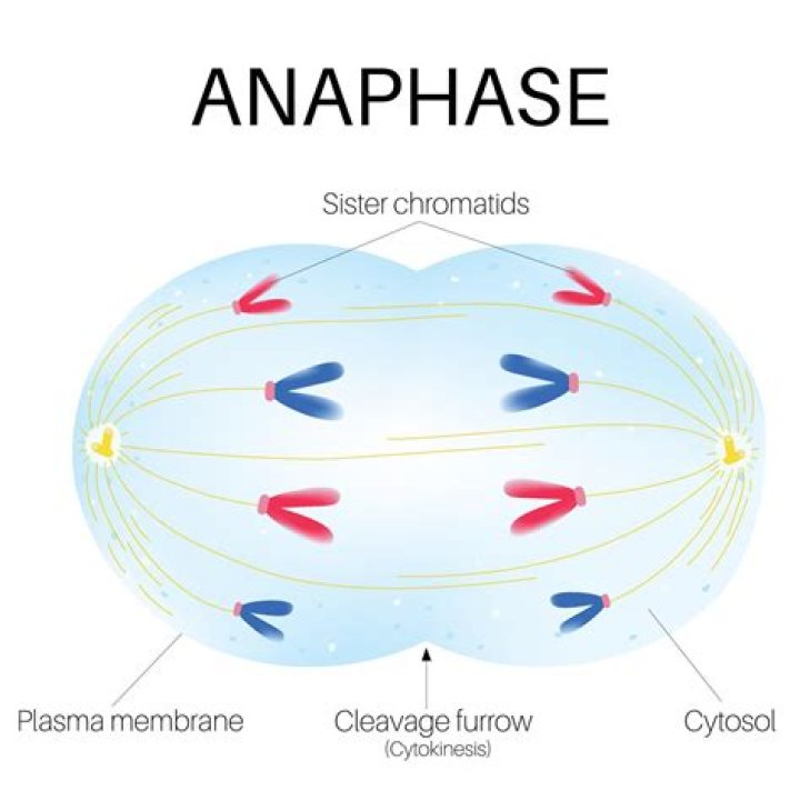 What happens in anaphase stage?
