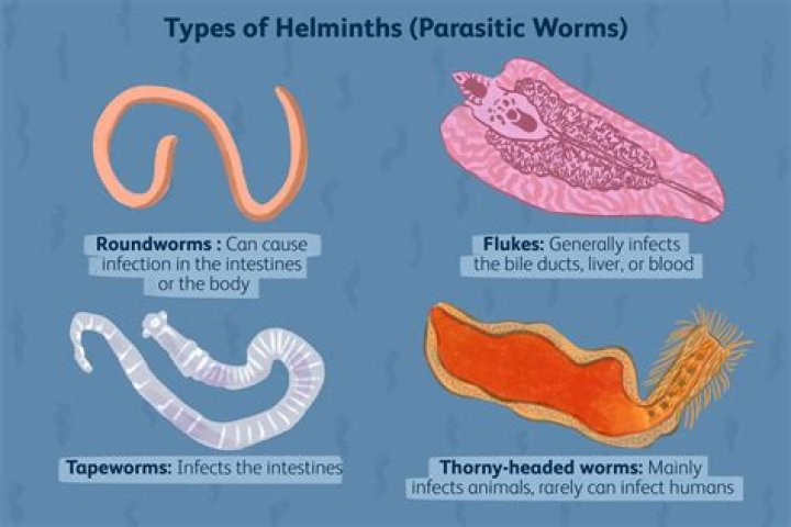 What helminths are viviparous?