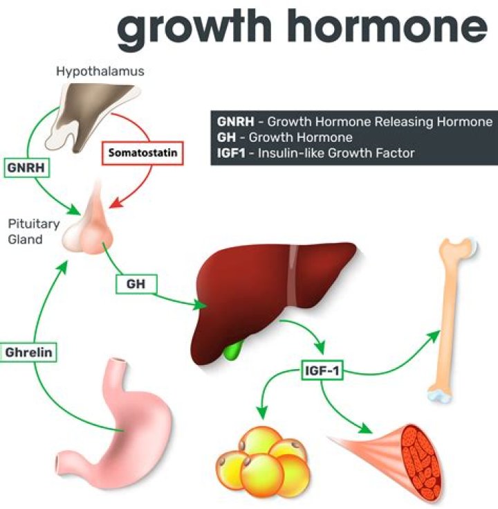 What hormone stimulates spermatogonia?