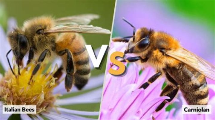 What is a carniolan bee?