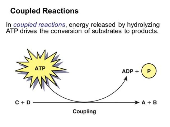 What is a coupled reaction?