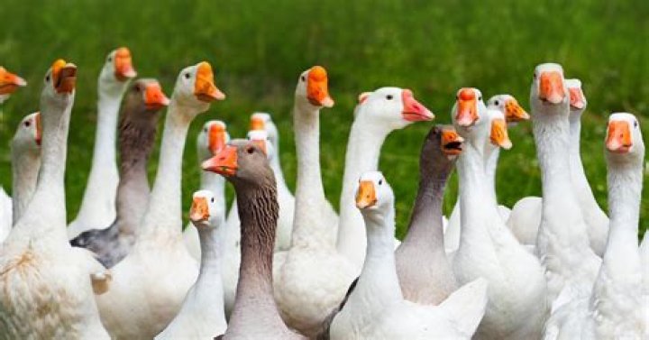 What is a flock of geese?