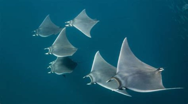 What is a group of mobula rays called?