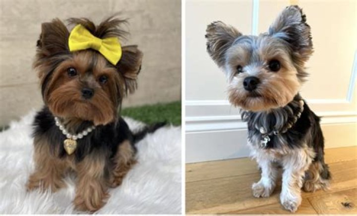 What is a parti color yorkie?