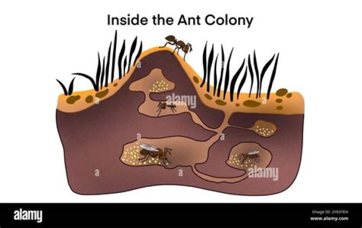 What is a polygamous ant colony?