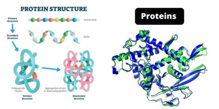 What is a protein superfamily?