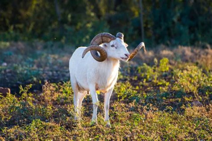 What is a texas dall sheep?