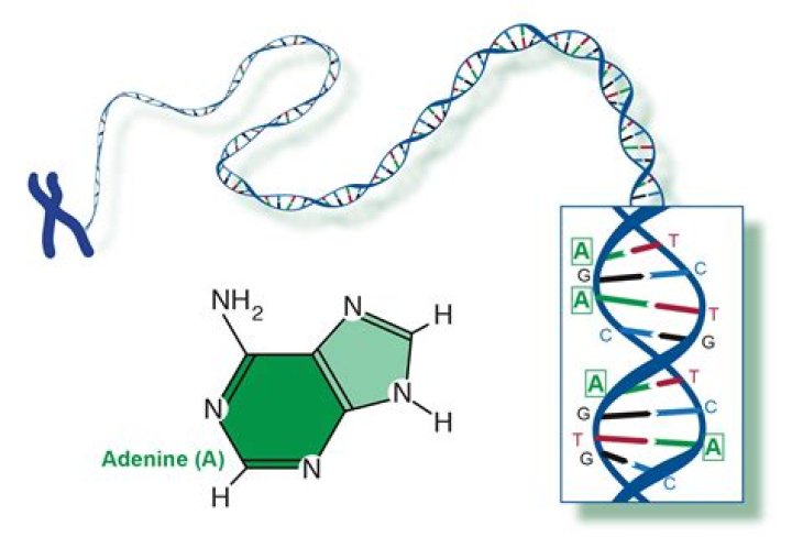 What is adenine in biology?