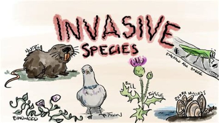 What is an invasive?