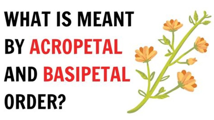 What is basipetally meaning?
