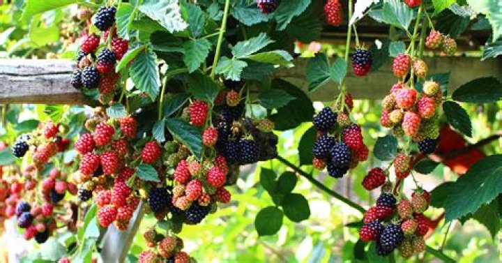 What is blackberry summer?