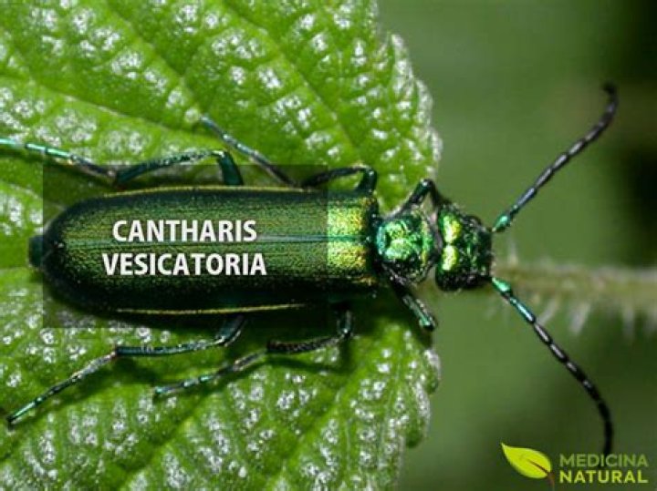 What is cantharis vesicatoria?