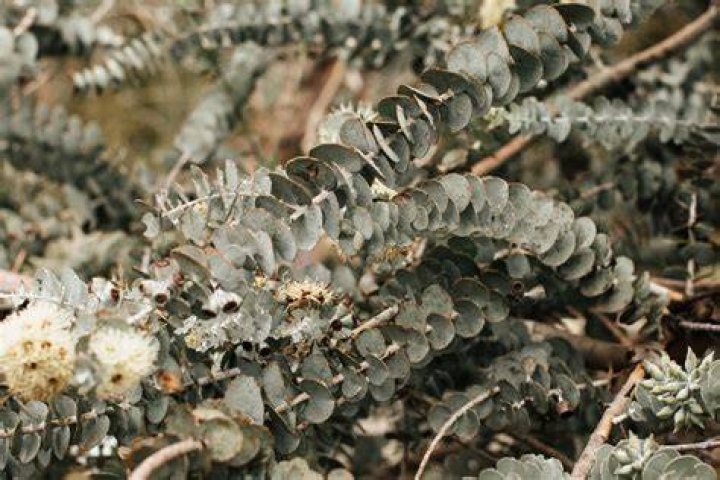 What is cinerea plant?