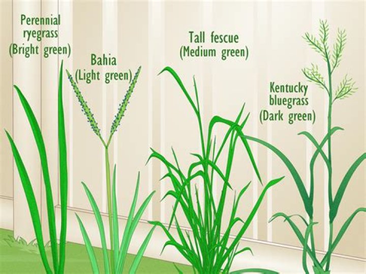 What is cogon and talahib grasses?
