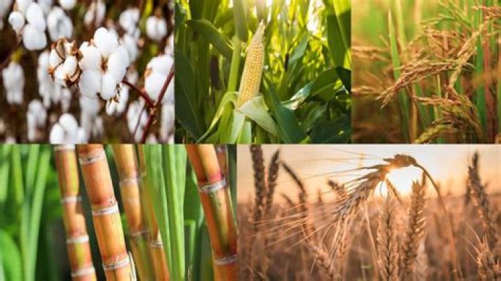 What is crop husbandry?