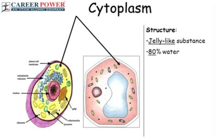 What is cytoplasmic antibody?