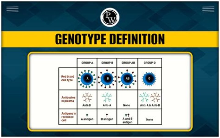 What is definition of genotype?