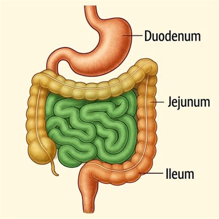 What is duodenum jejunum and ileum?