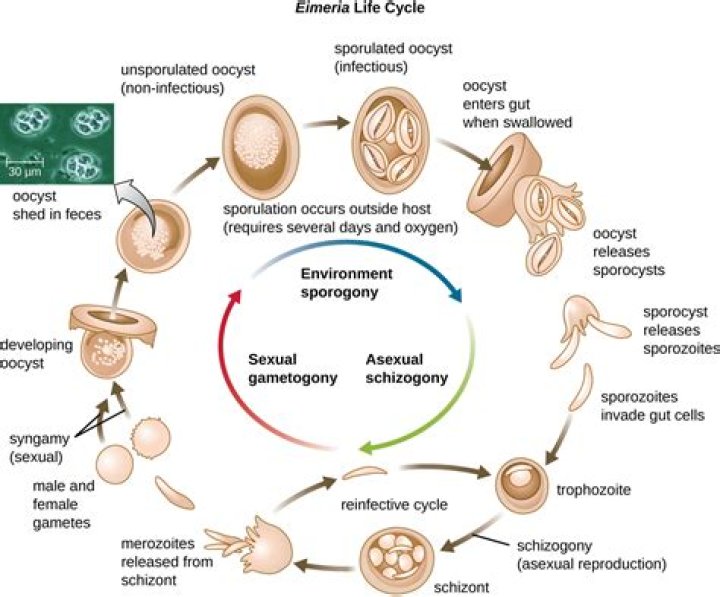 What is encystment and excystment?