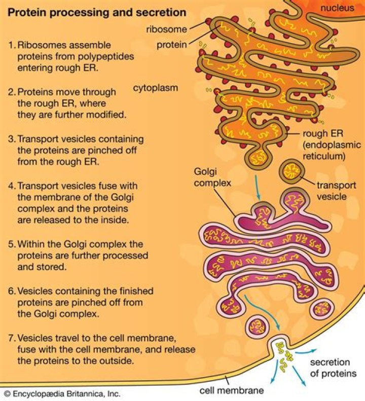 What is endoplasmic reticulum write its function?