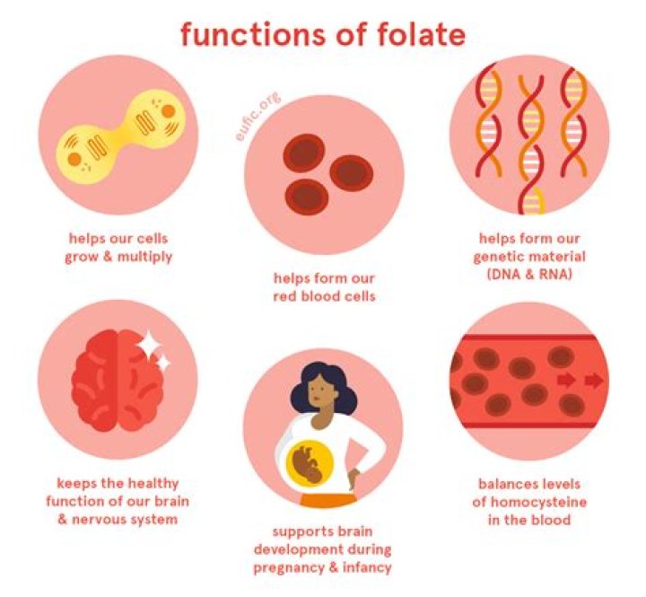 What is folates function?