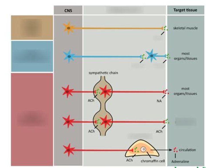 What is ganglionic transmission?