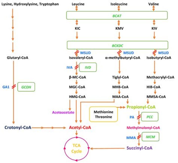 What is glutaric acidemia?