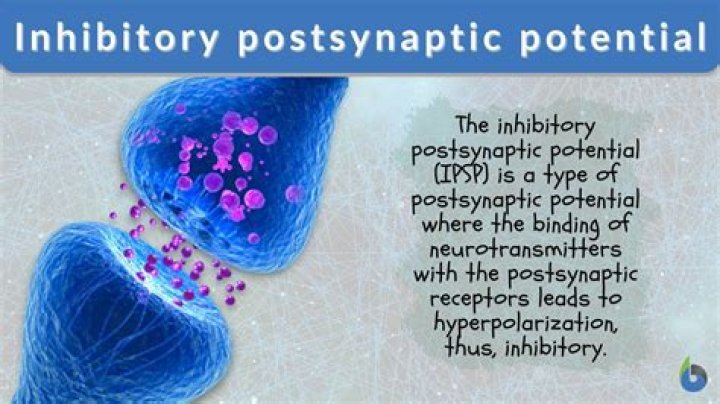 What is inhibitory postsynaptic potential?