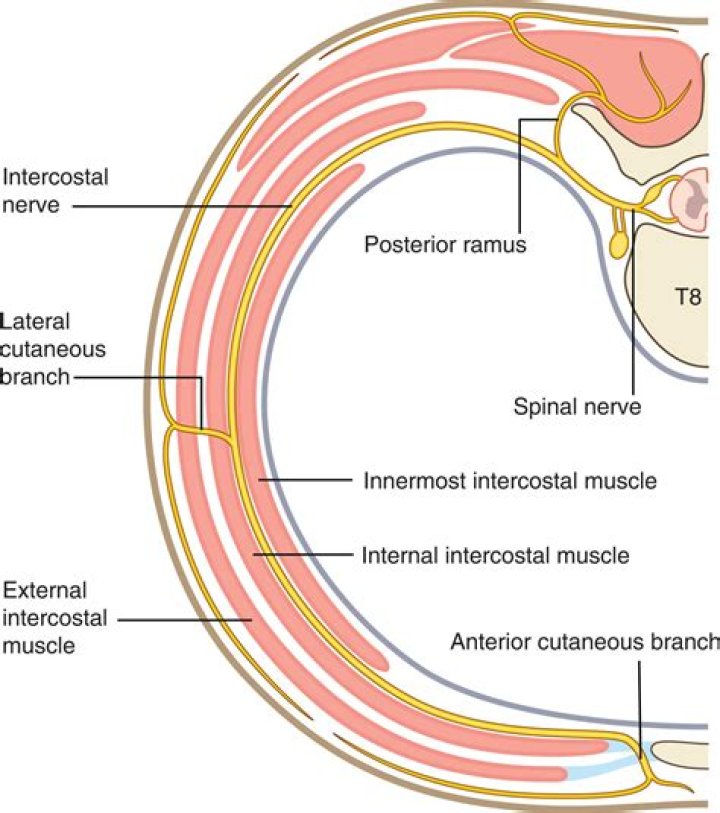What is intercostobrachial nerve?