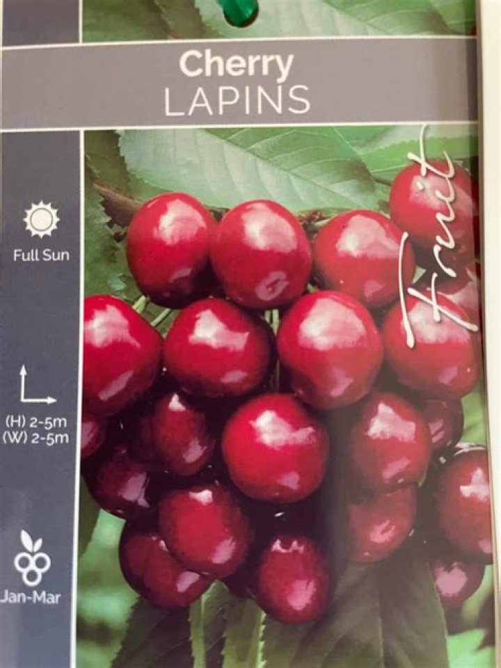 What is lapins cherry?