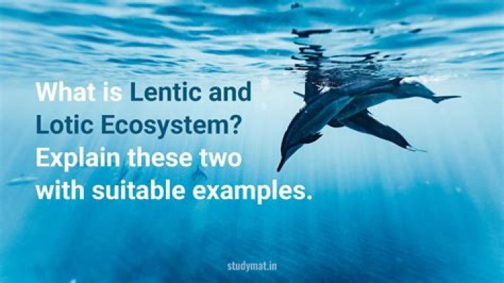 What is lentic and lotic ecosystem?