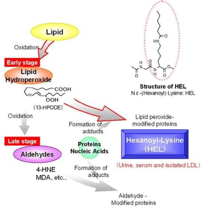 What is lipid peroxidation?