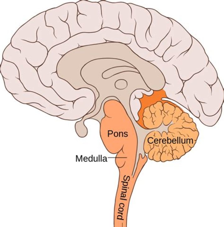 What is located in the hindbrain?