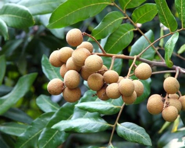 What is longan fruit?