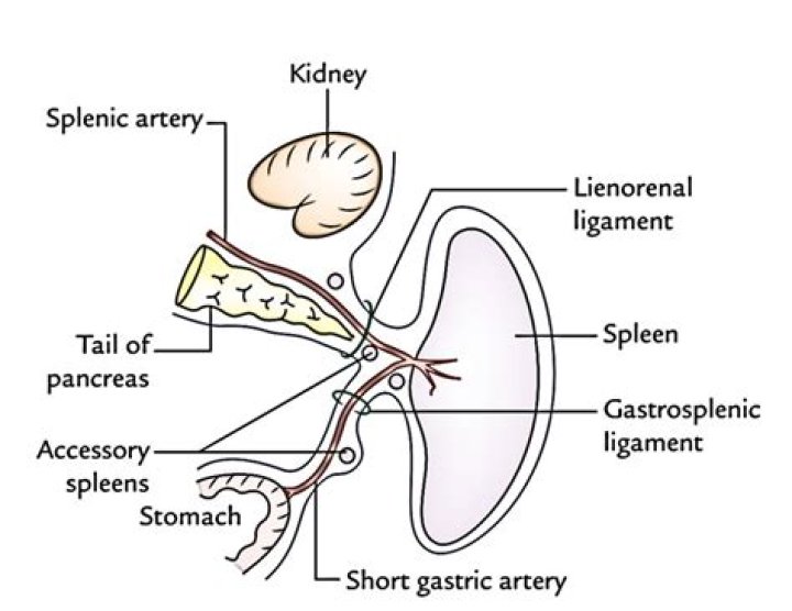 What is meaning of lienorenal?