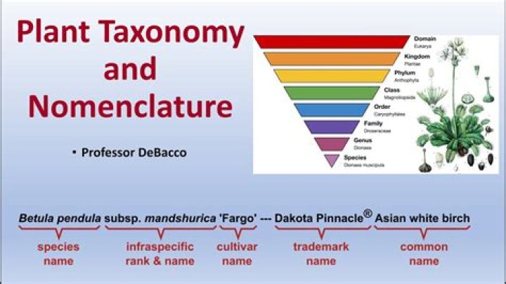 What is meant taxonomically?