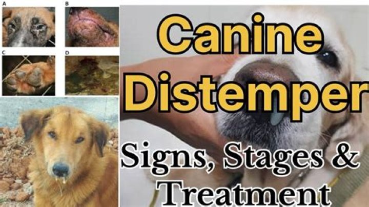 What is meningomyelitis in dogs?