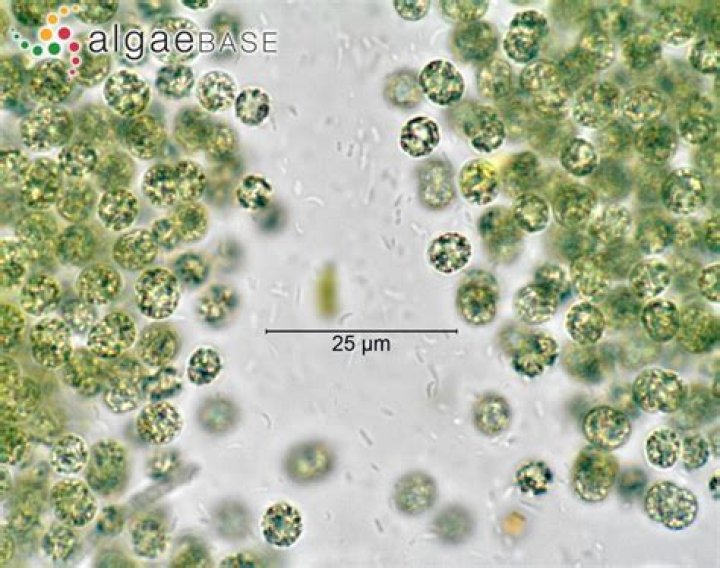 What is microcystis aeruginosa?