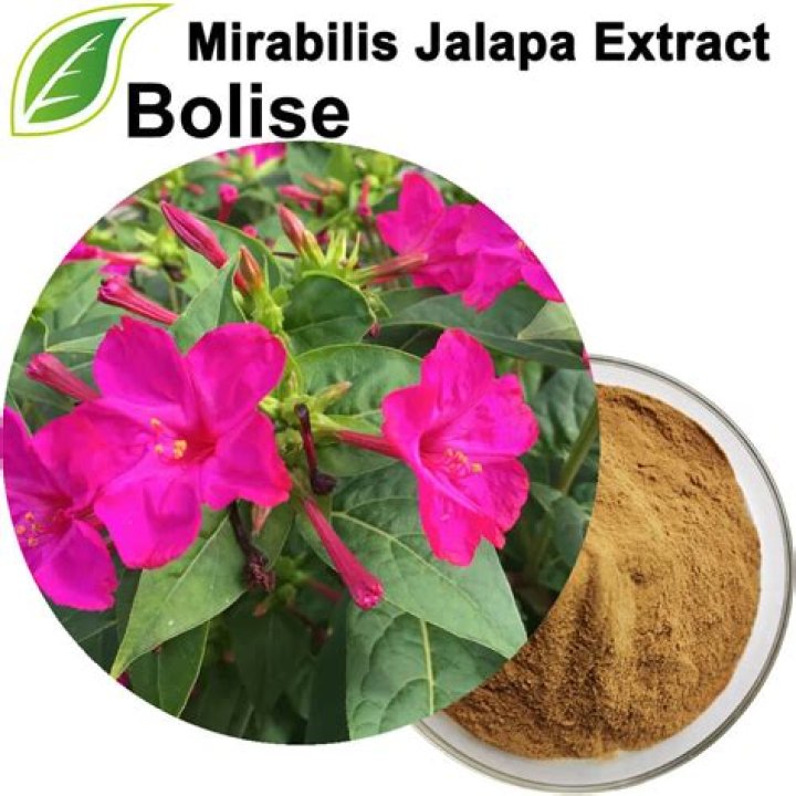 What is mirabilis jalapa extract?