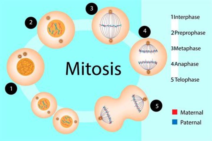 What is mitosis used for?