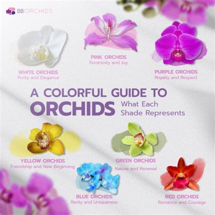 What is orchid substrate?
