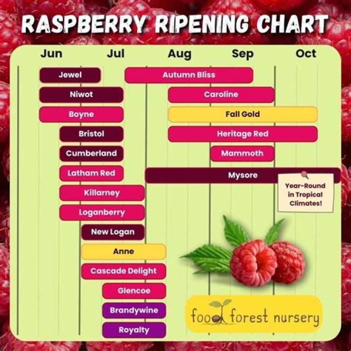 What is raspberry good for?