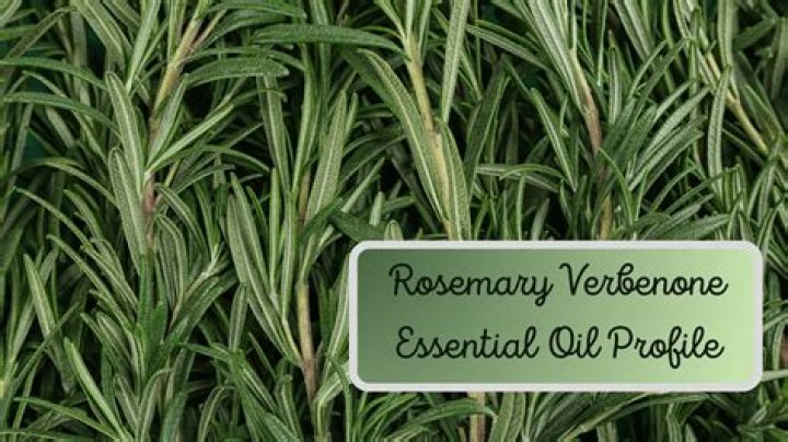 What is rosemary verbenone?