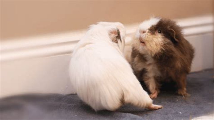 What is rumble strutting in guinea pigs?
