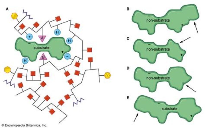 What is saccharifying enzyme?