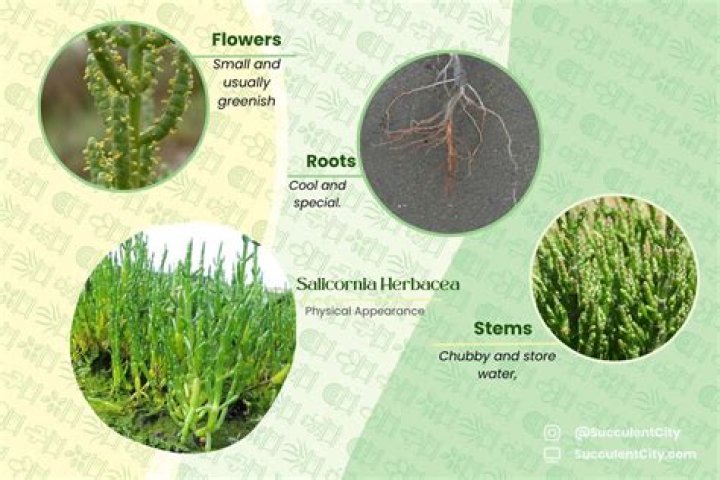 What is salicornia in english?