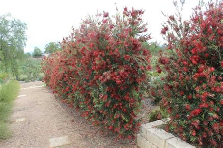 What is the best callistemon?