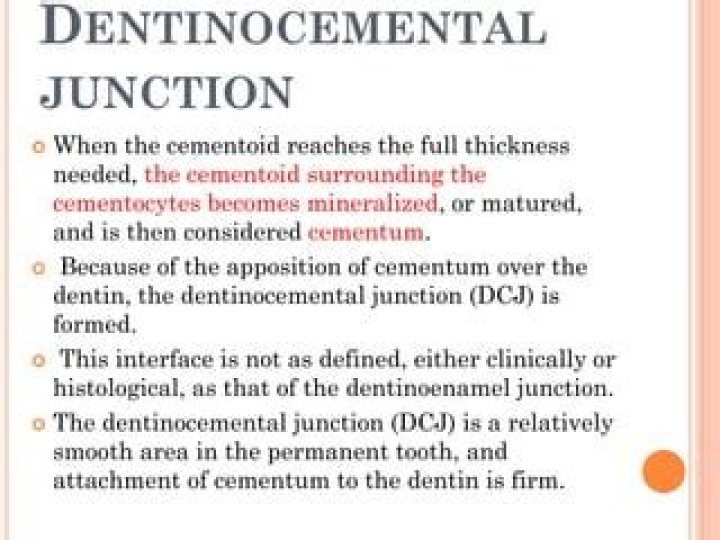 What is the dentinocemental junction?