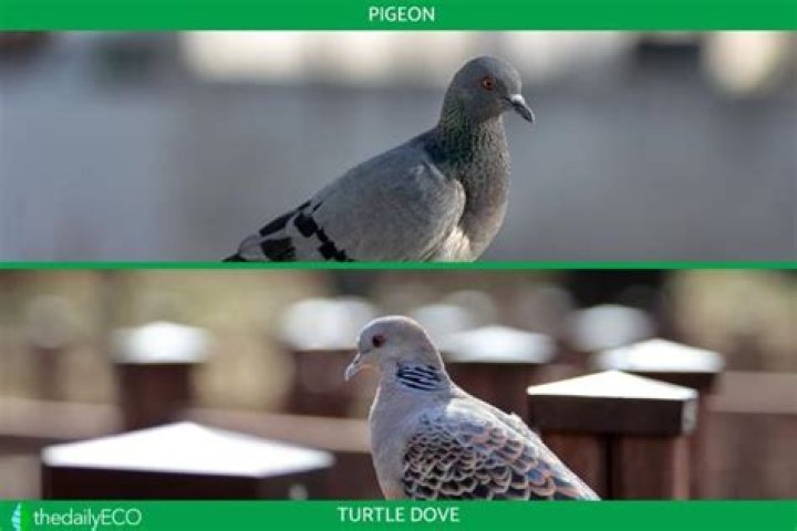 What is the difference between a dove and a turtledove?