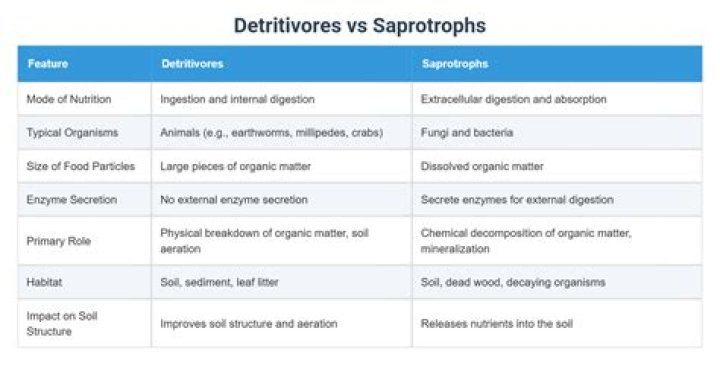 What is the difference between saprotrophs and parasites?
